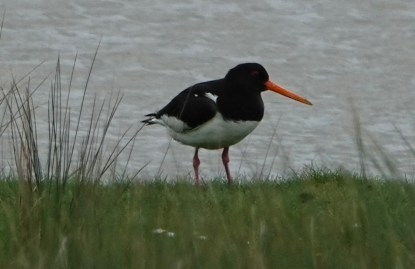 Eurasian Oystercatcher - Duncan Evered