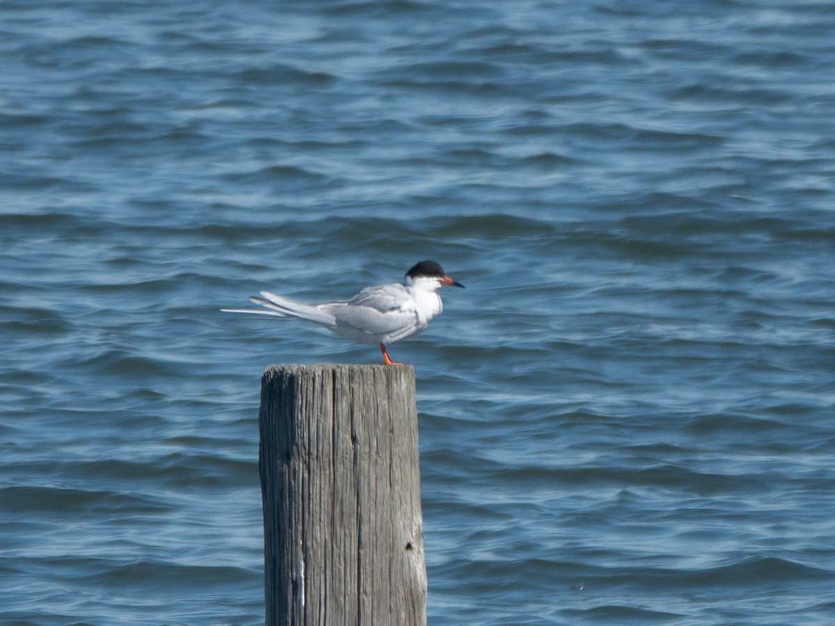 Forster's Tern - Lynne Hertzog