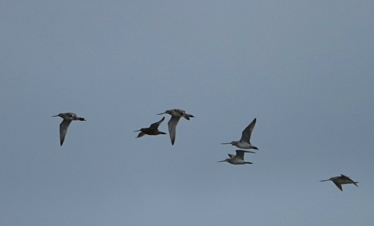 Bar-tailed Godwit - Duncan Evered