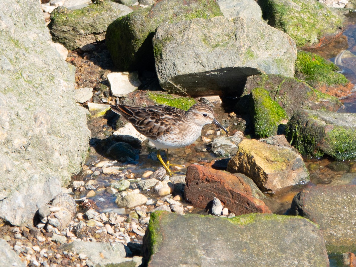 Least Sandpiper - Lynne Hertzog