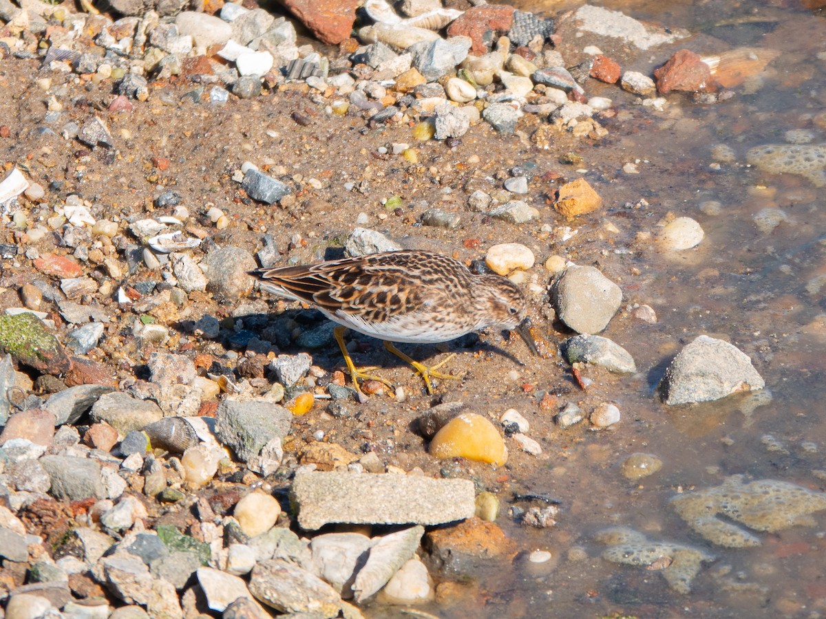 Least Sandpiper - Lynne Hertzog