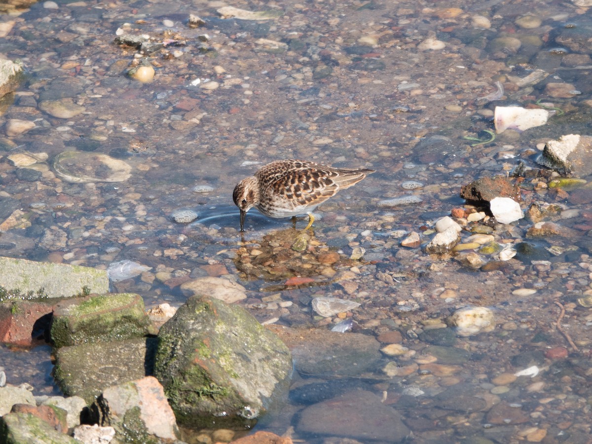 Least Sandpiper - Lynne Hertzog