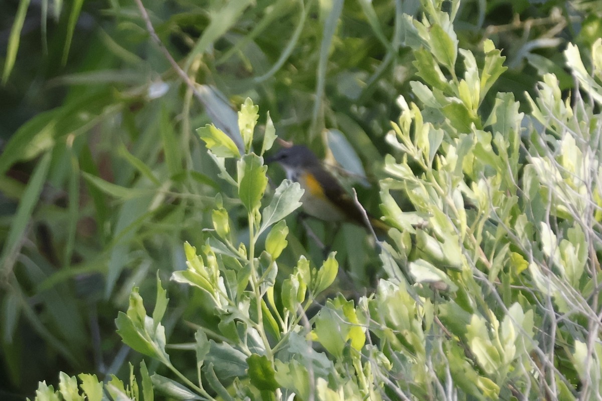 American Redstart - Mathieu Soetens