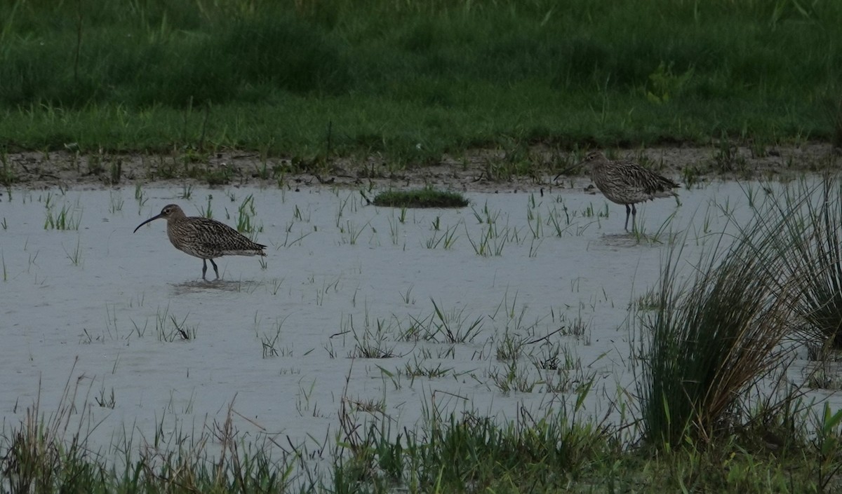 Eurasian Curlew - ML618971470