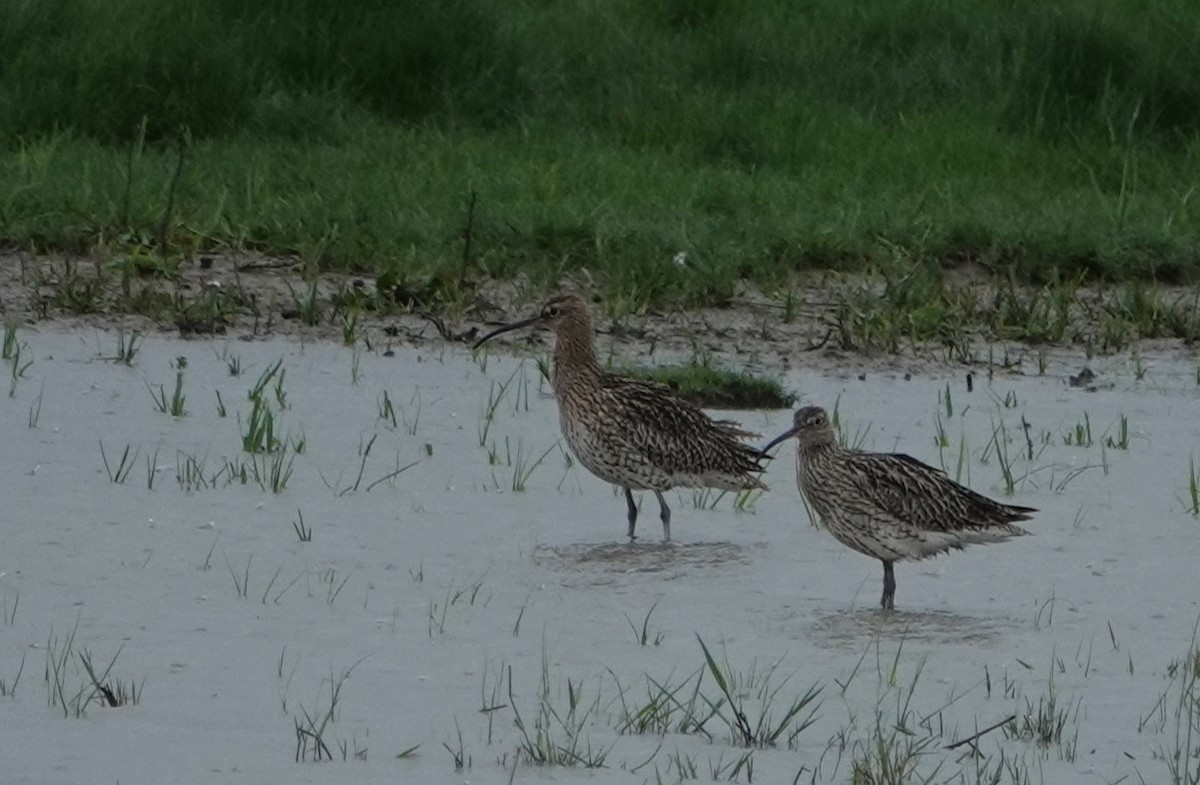 Eurasian Curlew - Duncan Evered
