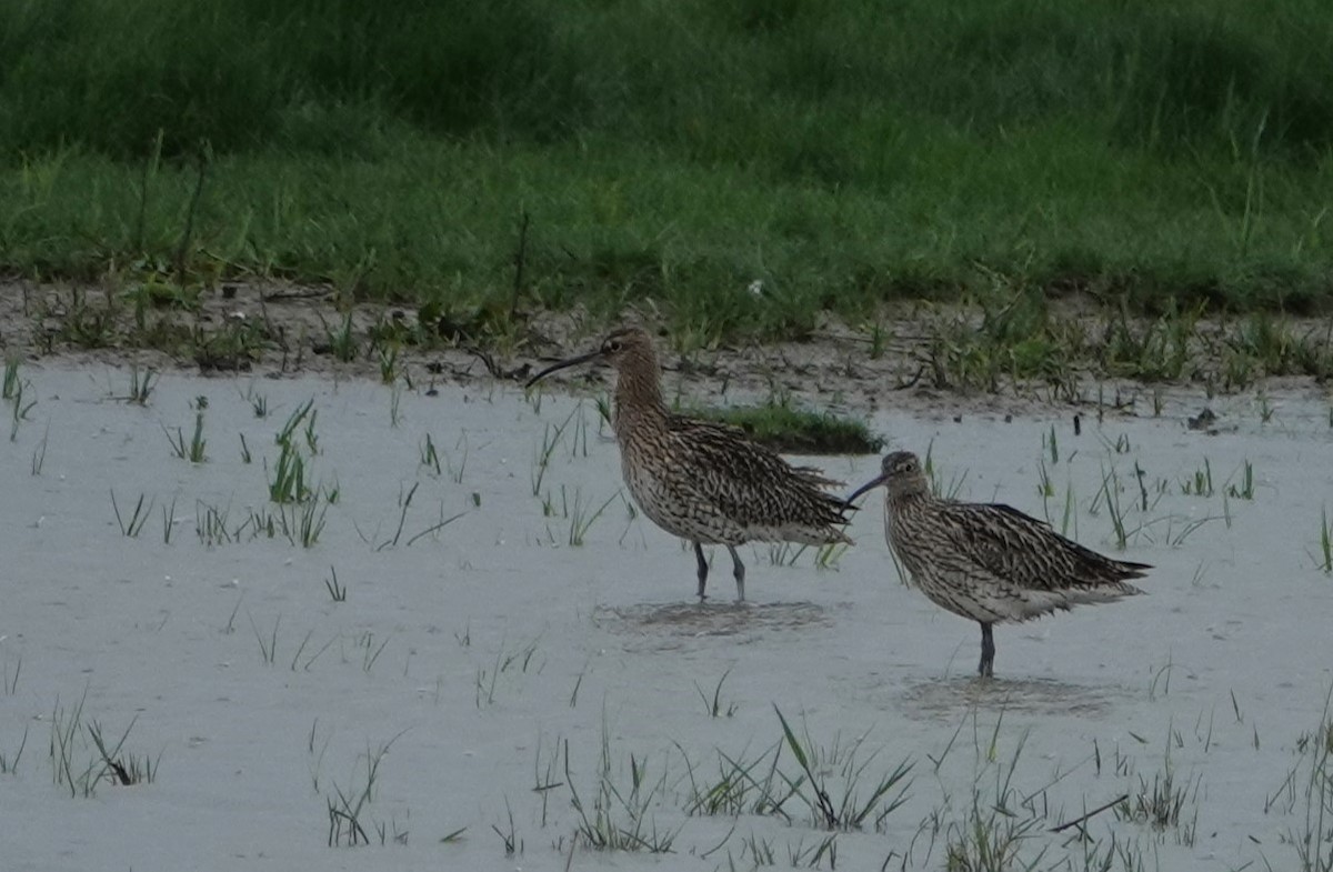 Eurasian Curlew - ML618971476