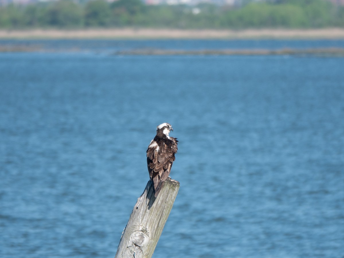 Osprey - Lynne Hertzog