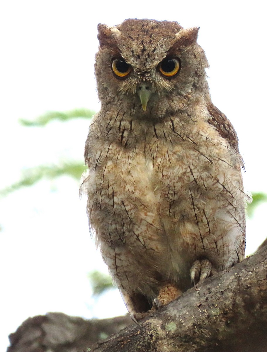 Pacific Screech-Owl - ML618971485