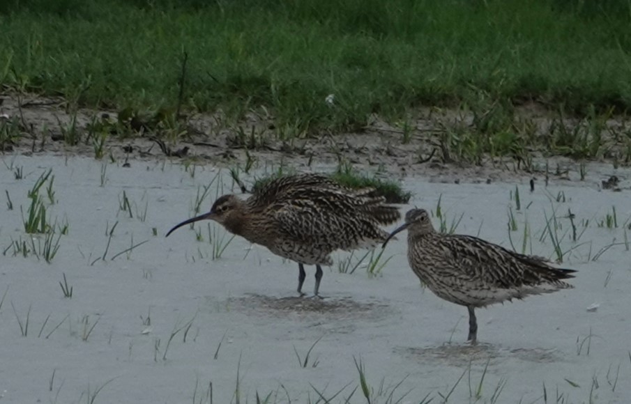 Eurasian Curlew - Duncan Evered