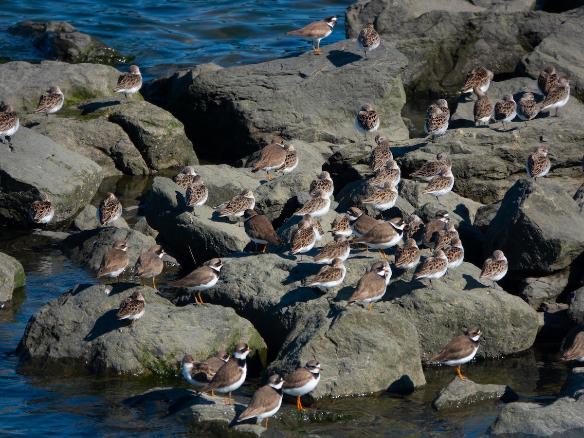 Semipalmated Plover - ML618971522