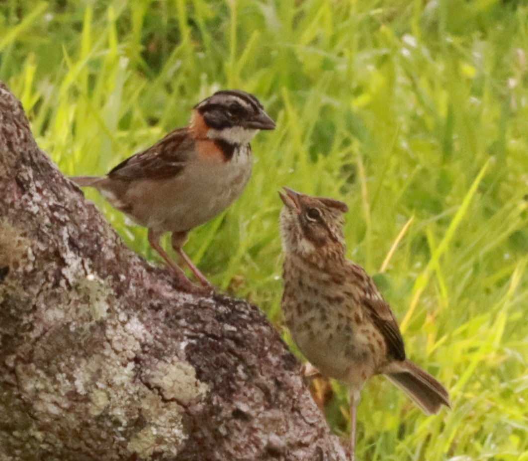 Rufous-collared Sparrow - Víctor Blanco Méndez