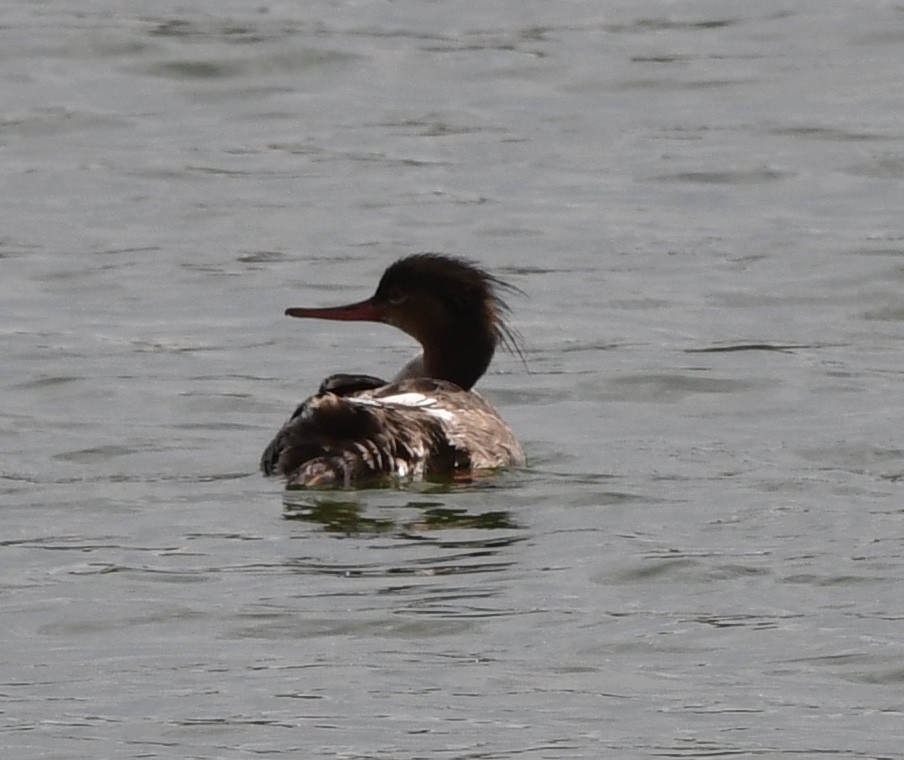 Red-breasted Merganser - Jeremy Cohen