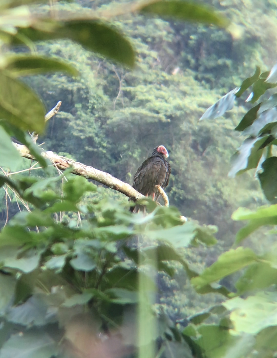 Turkey Vulture - ML618971530