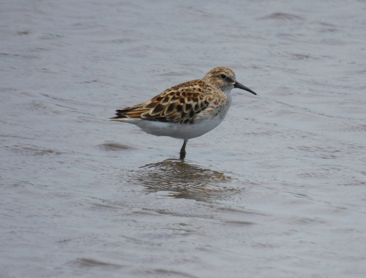 Least Sandpiper - Luis Manuel Gómez