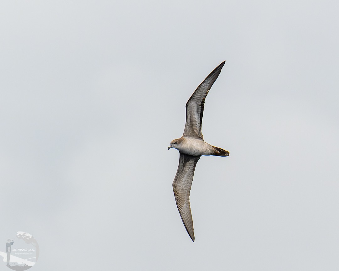 Wedge-tailed Shearwater - Alex Molina