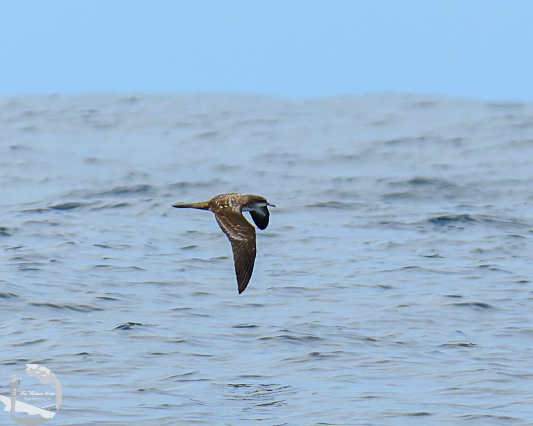 Wedge-tailed Shearwater - Alex Molina