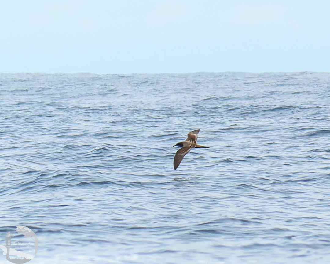 Wedge-tailed Shearwater - Alex Molina