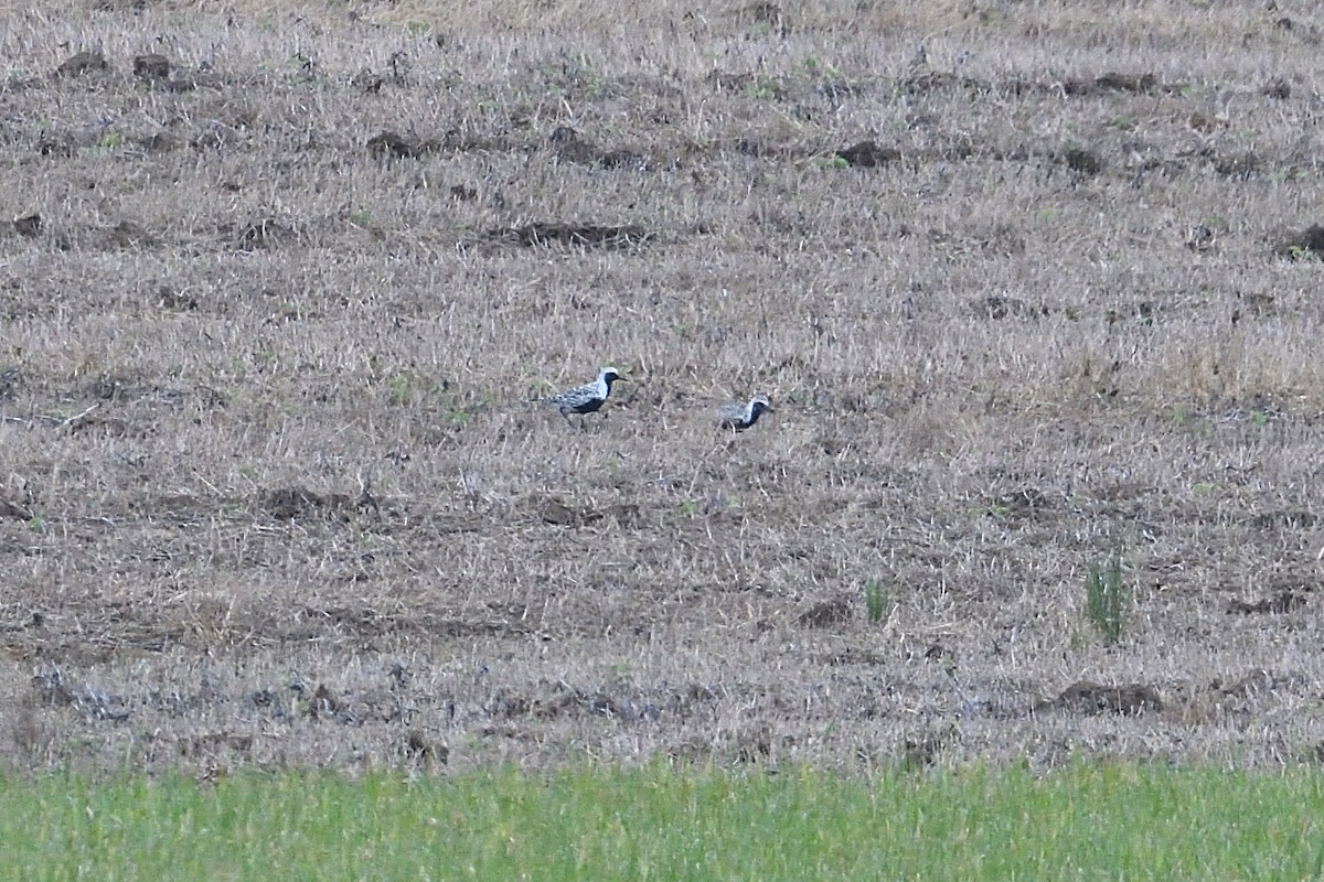 Black-bellied Plover - Barry Blust