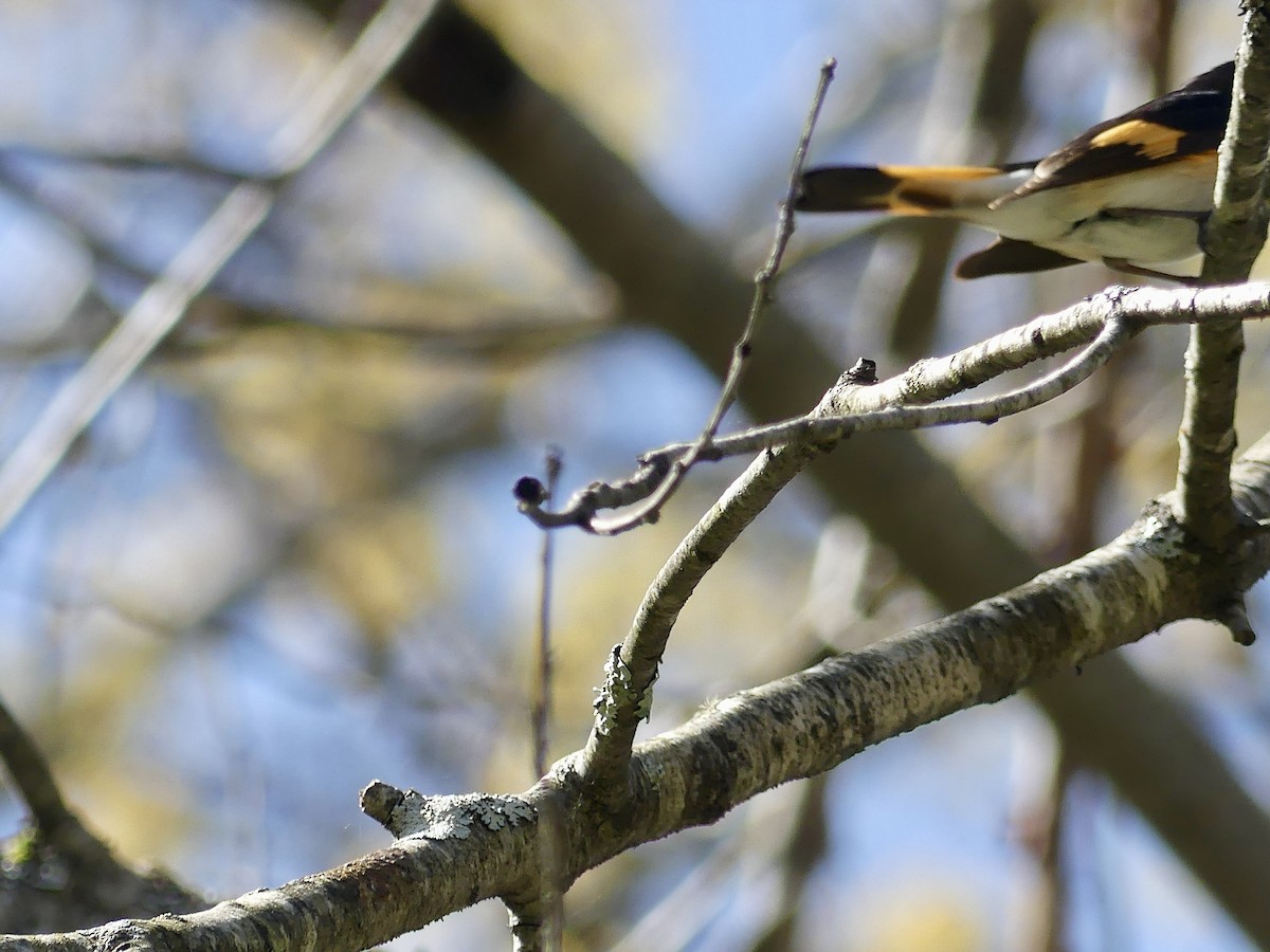 American Redstart - Laura Blutstein