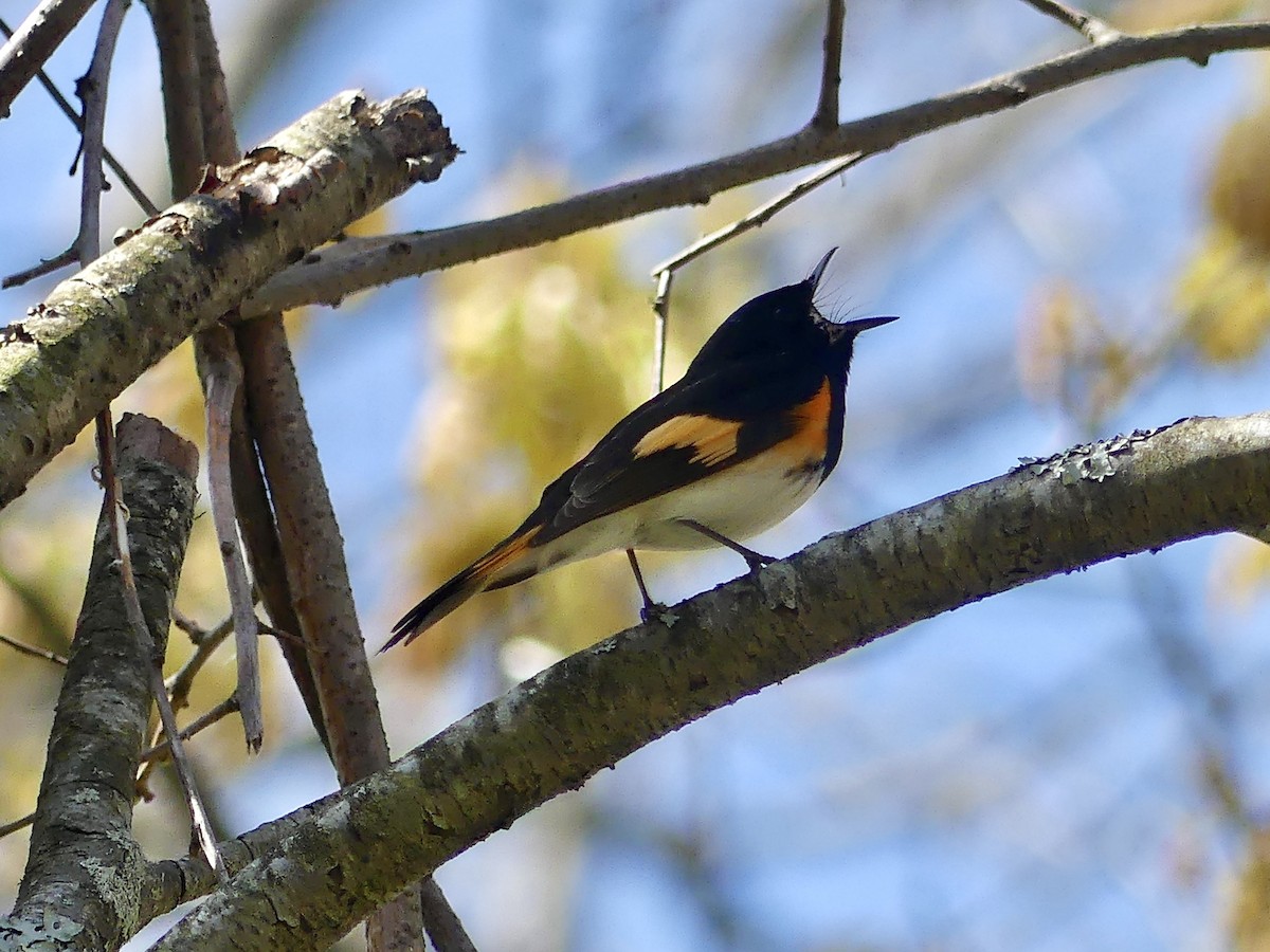 American Redstart - Laura Blutstein