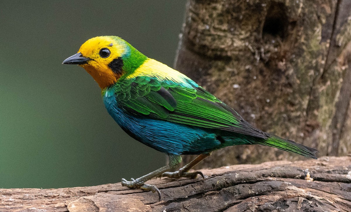 Multicolored Tanager - Richard Thunen