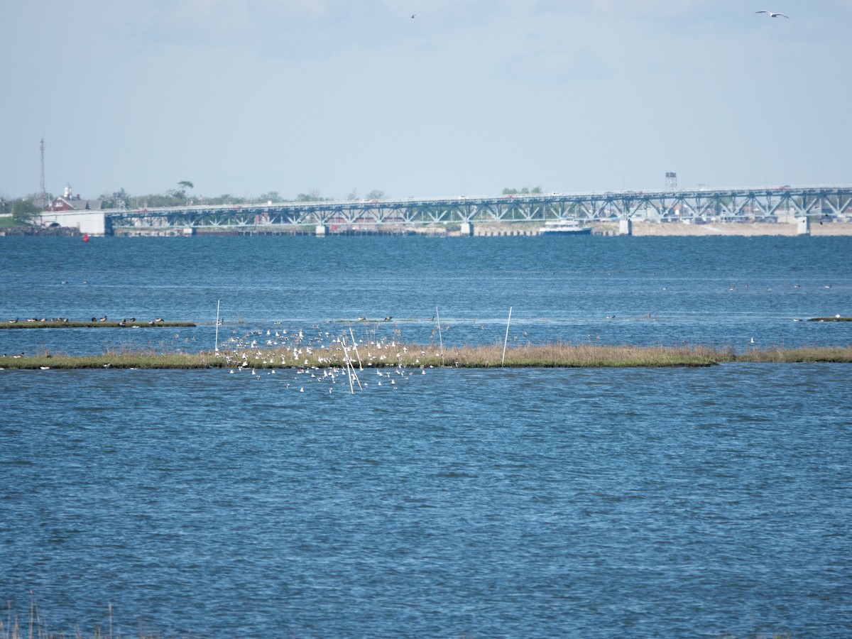 Semipalmated Sandpiper - ML618971557