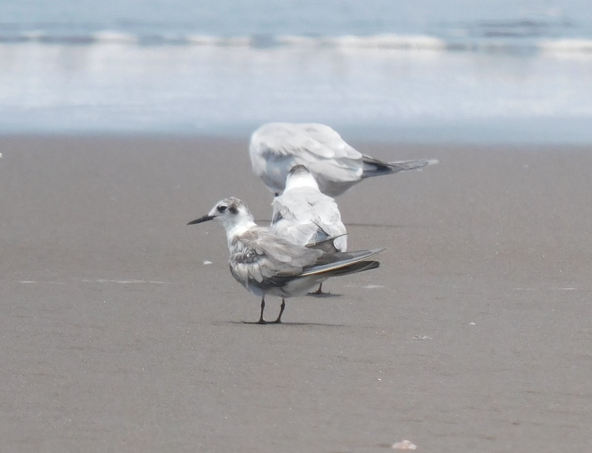 Black Tern - ML618971560