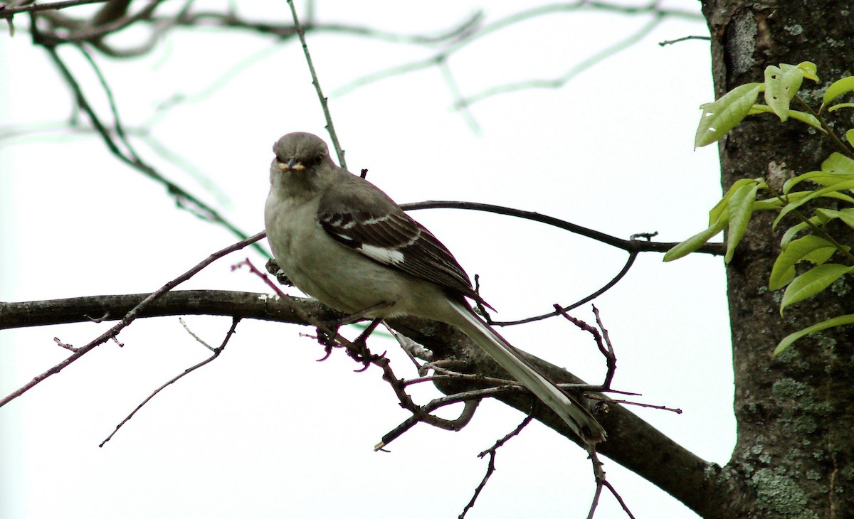 Northern Mockingbird - Sarah R