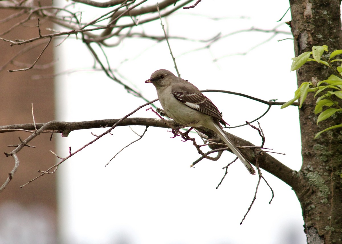 Northern Mockingbird - ML618971562