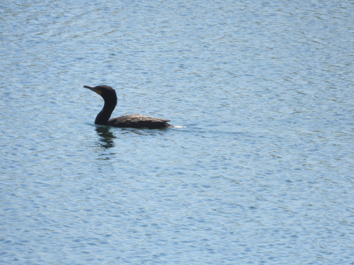 Cormorán Orejudo - ML618971565