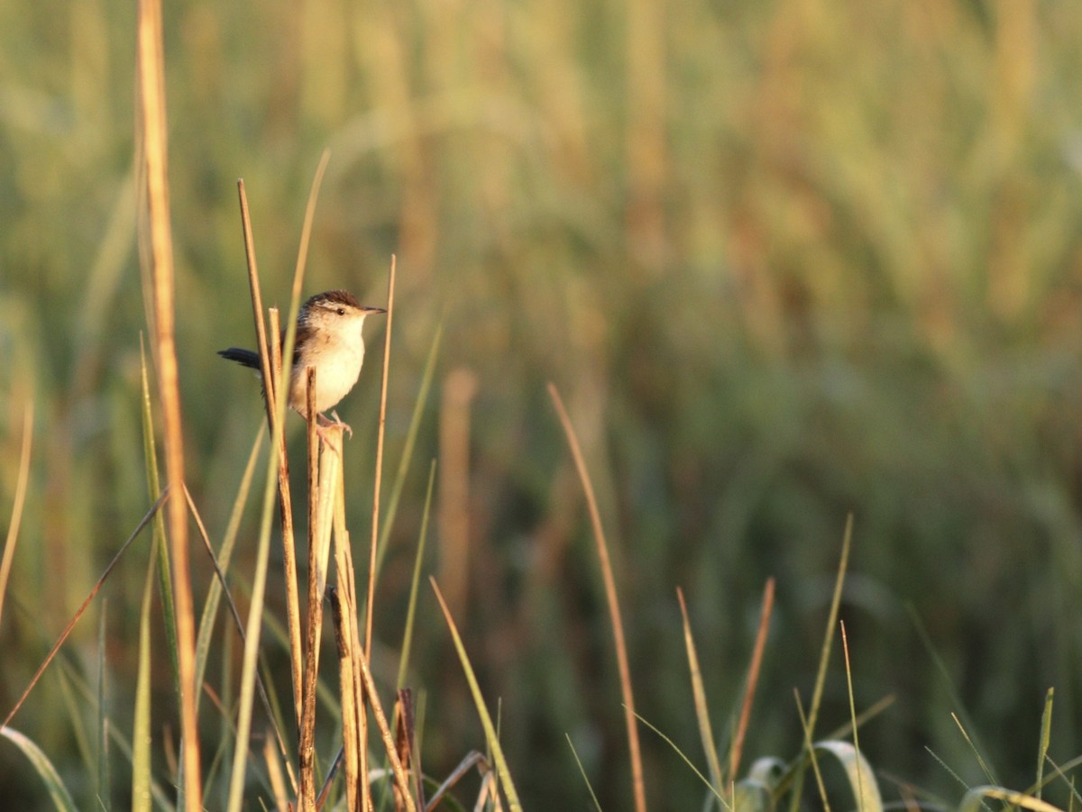střízlík bažinný - ML618971571