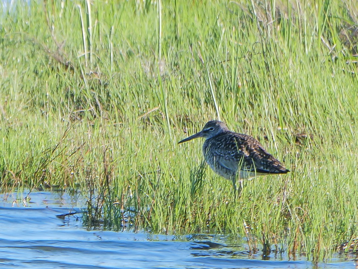 Willet - Doug Hosney