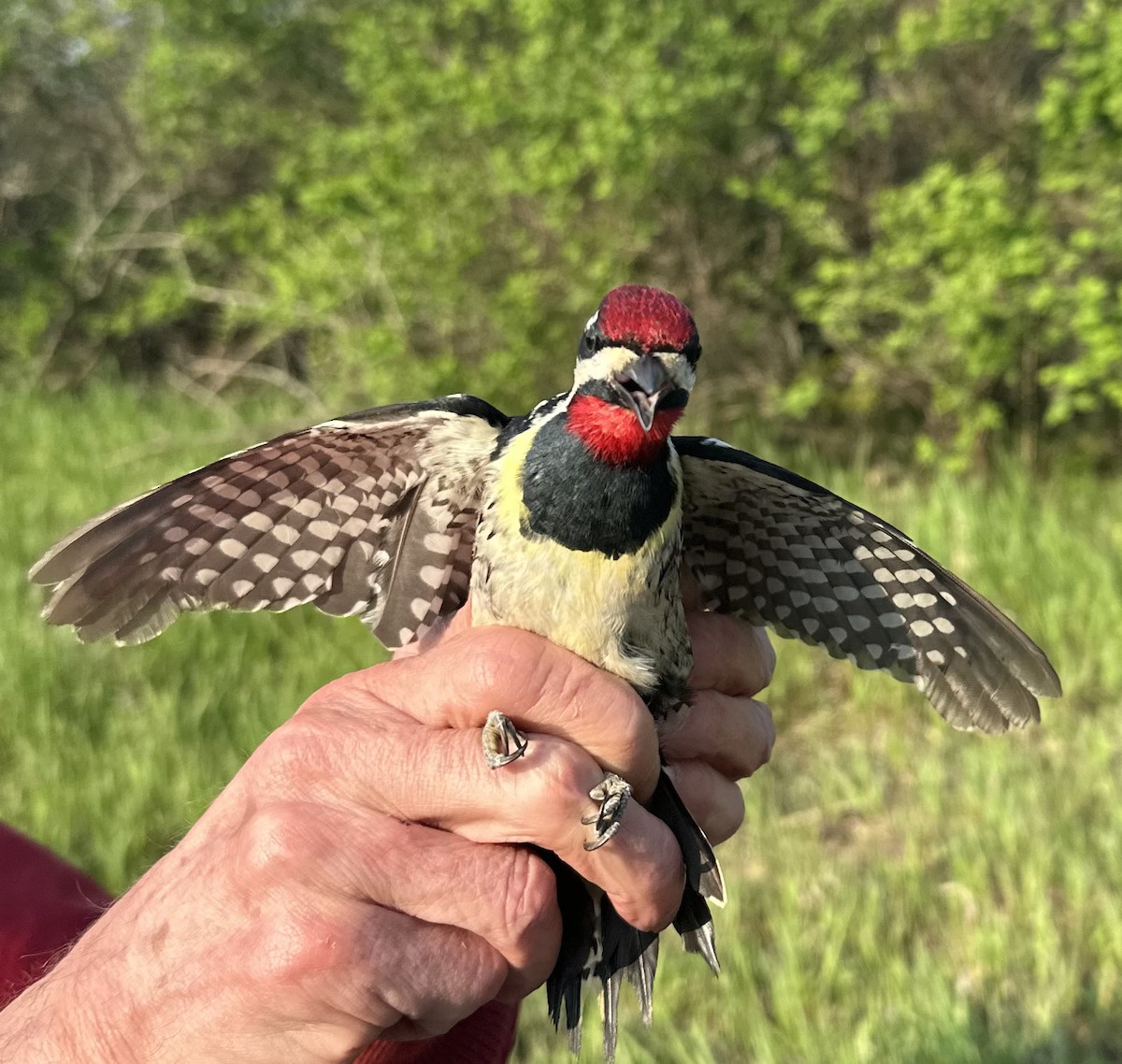 Yellow-bellied Sapsucker - ML618971595