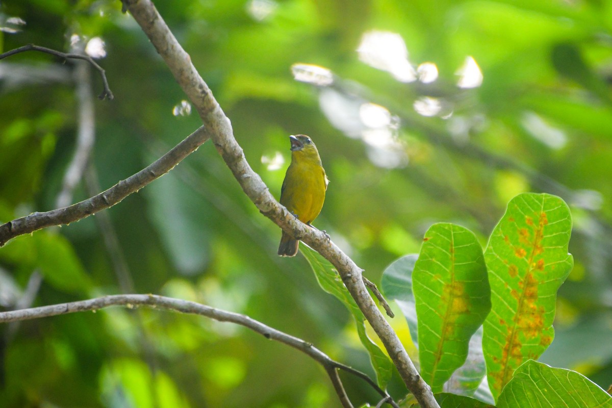 Olive-backed Euphonia - Austin Bell