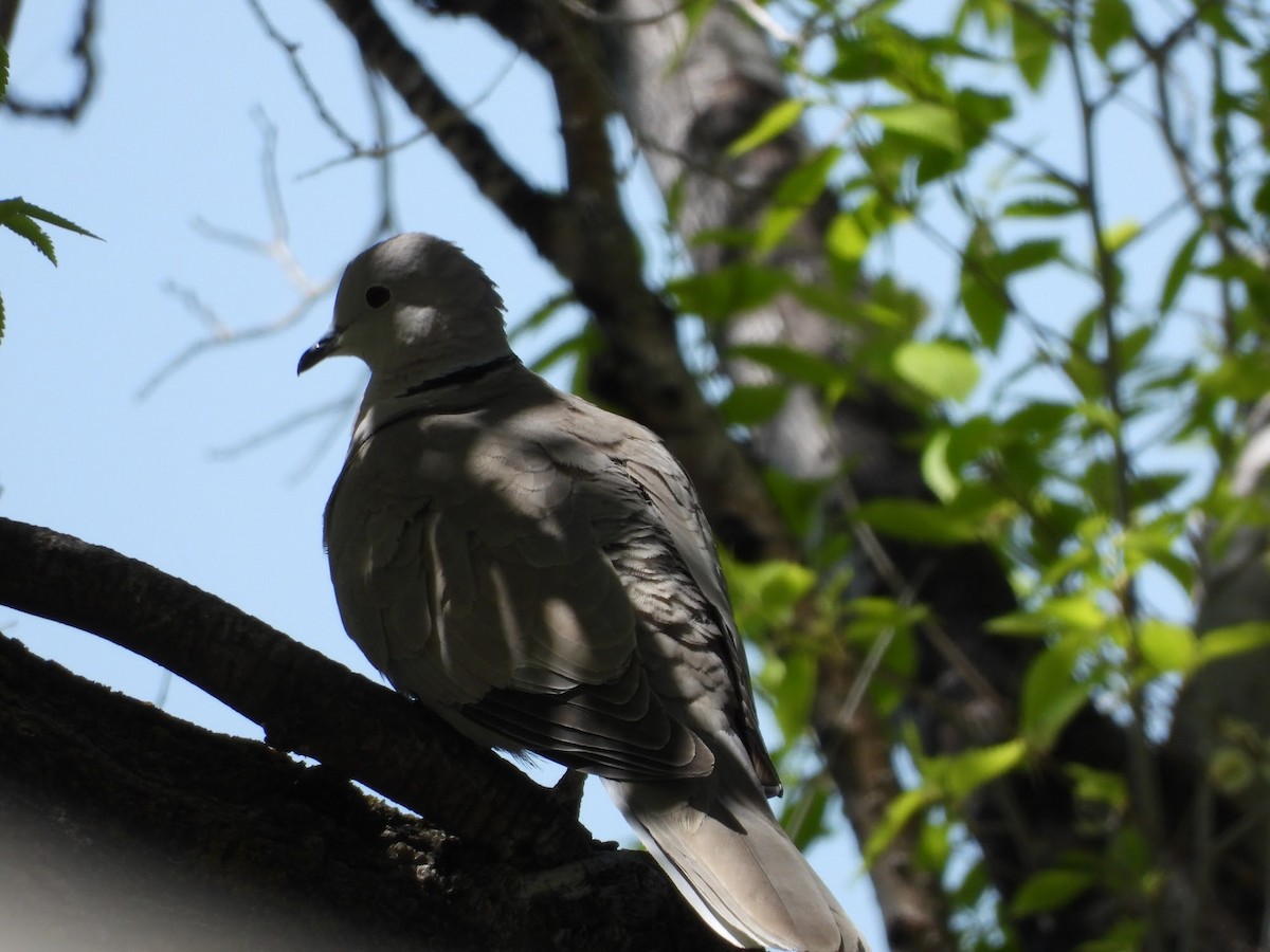 Eurasian Collared-Dove - Amanda Dickey