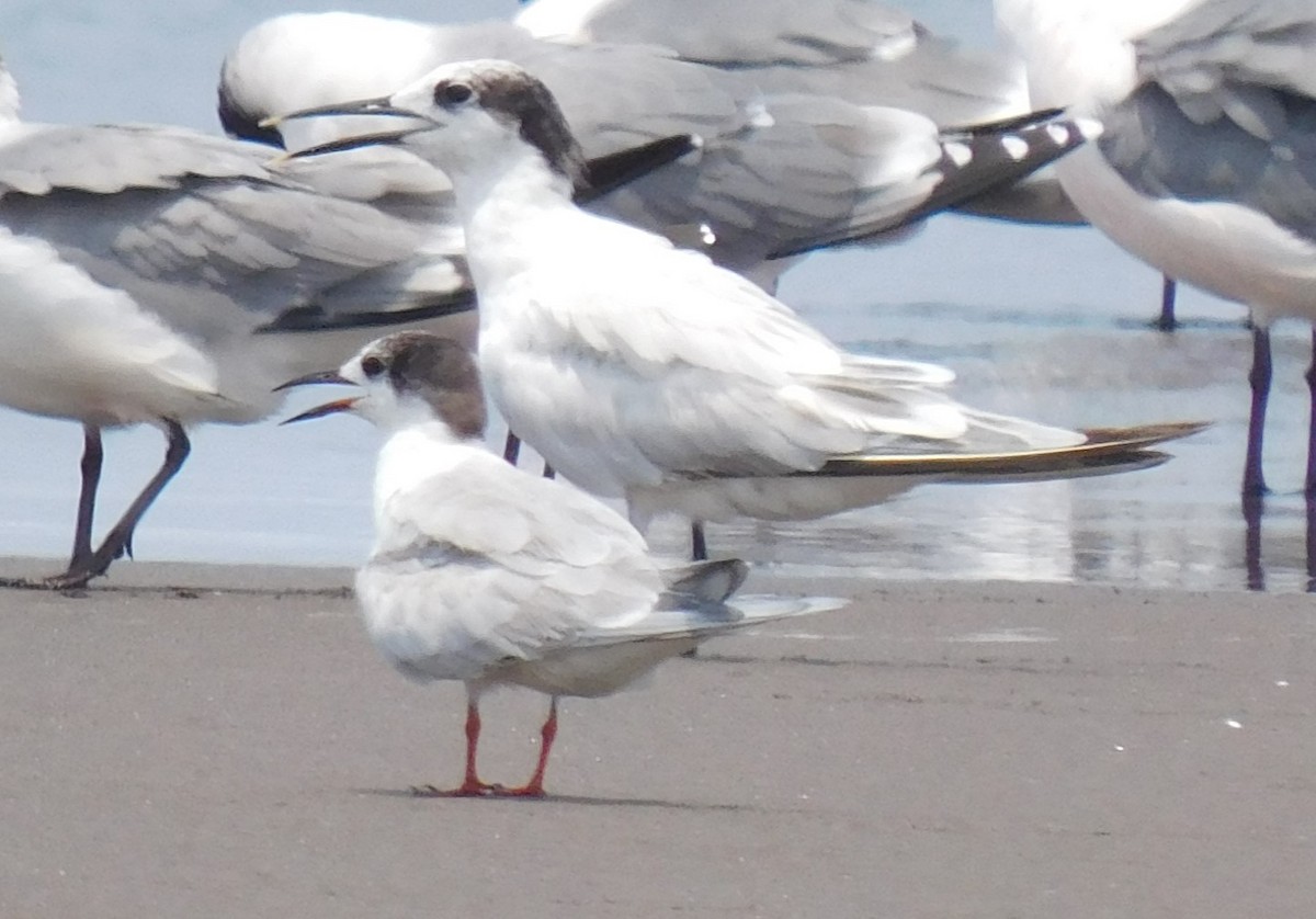 Common Tern - ML618971648