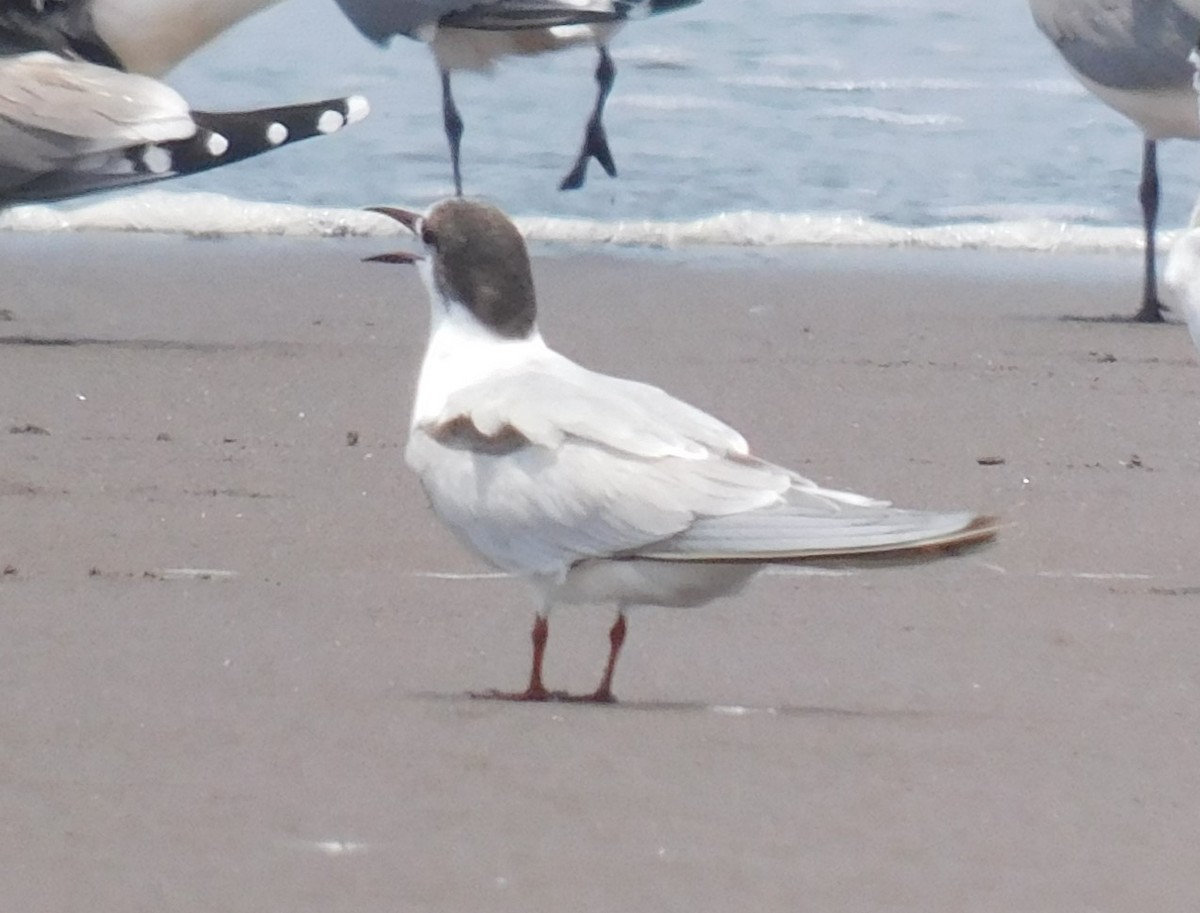 Common Tern - Luis Manuel Gómez