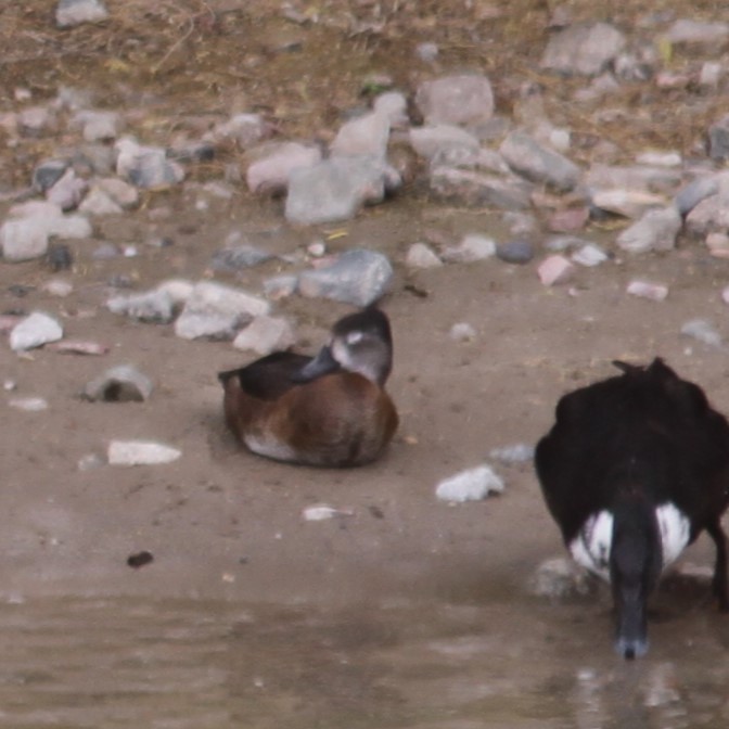 Ring-necked Duck - ML618971661