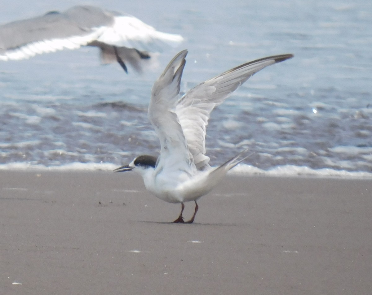 Common Tern - ML618971664