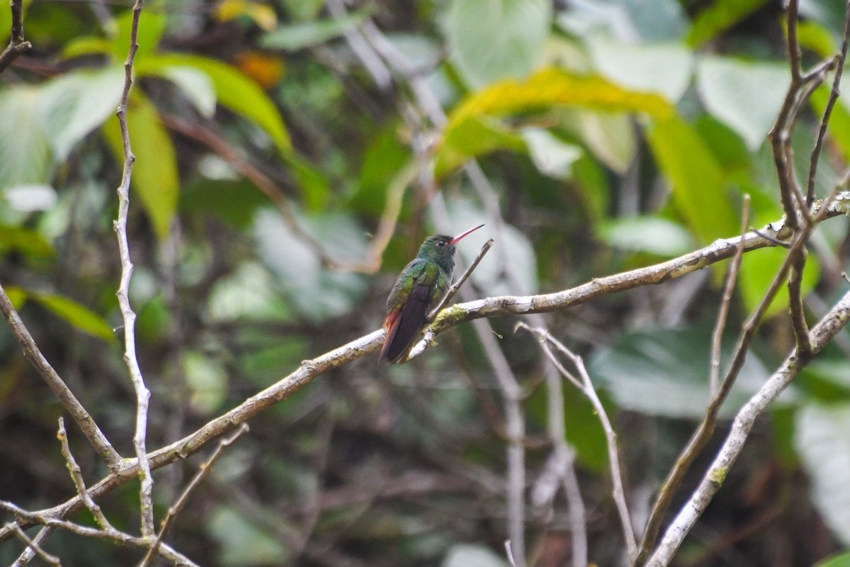 Rufous-tailed Hummingbird - Austin Bell