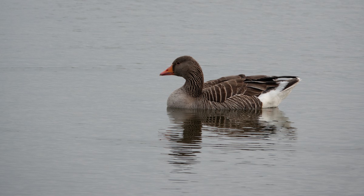 Graylag Goose - ML618971670