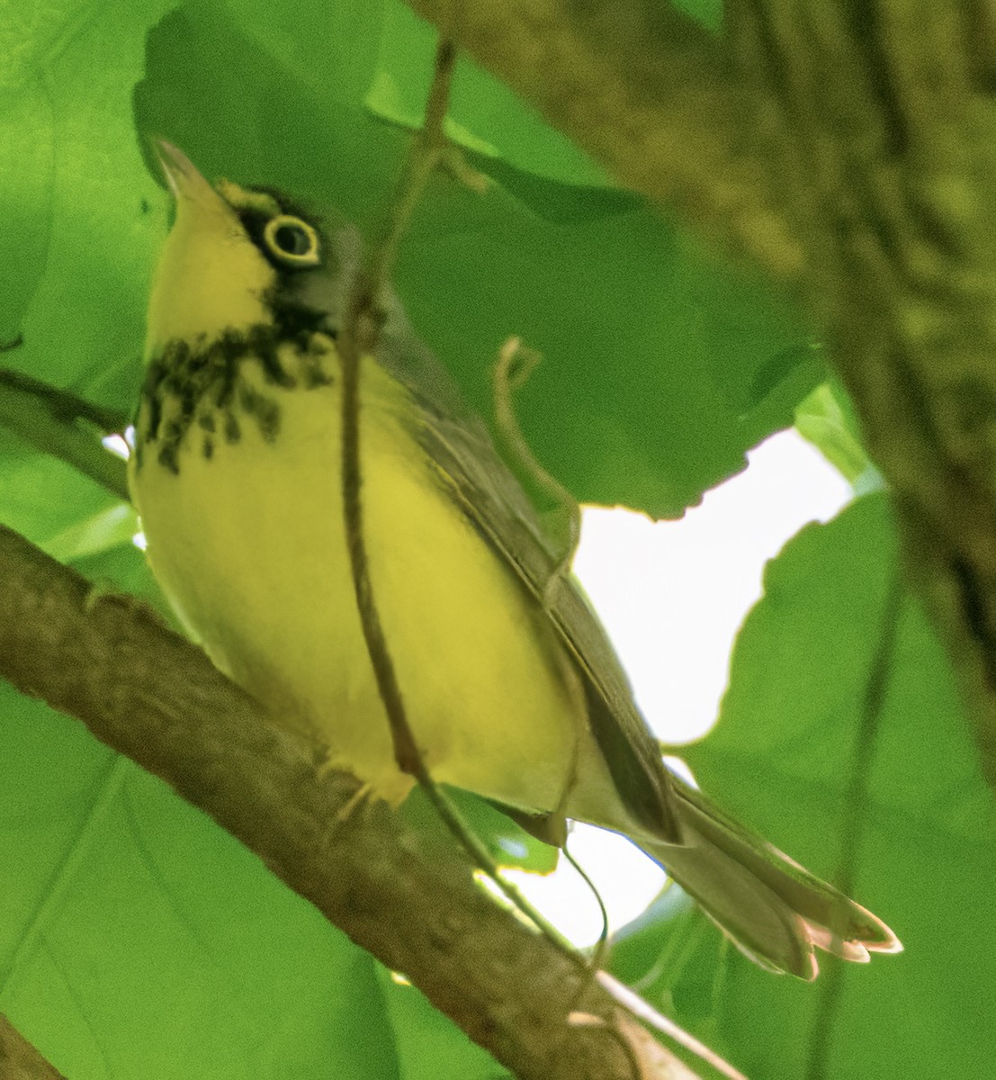 Canada Warbler - ML618971677