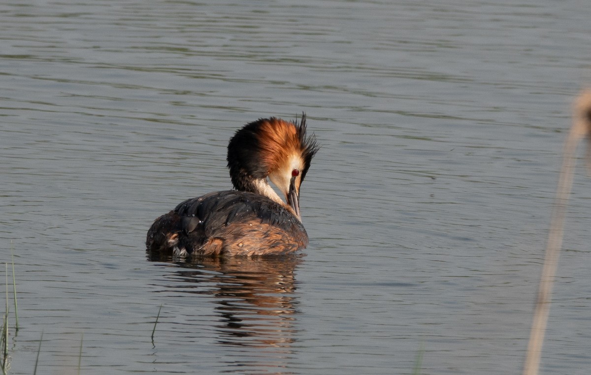 Great Crested Grebe - David Factor