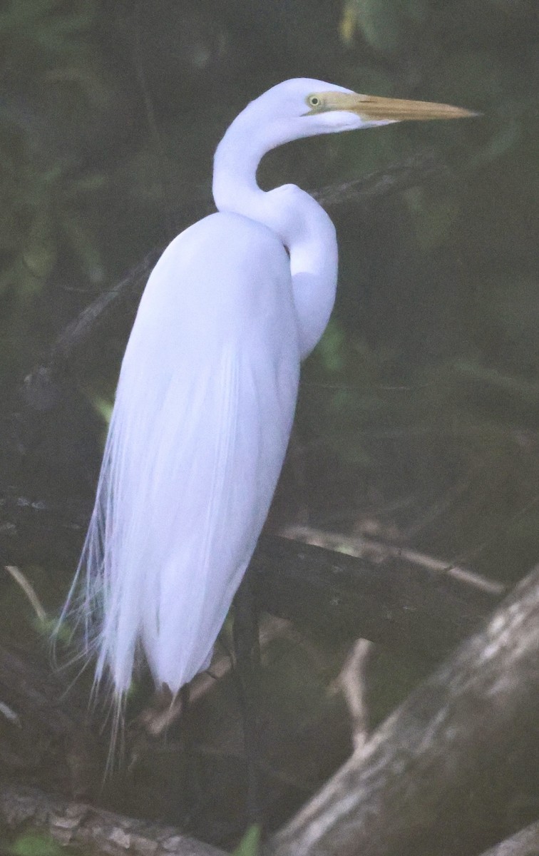 Great Egret - Debbie Crowley