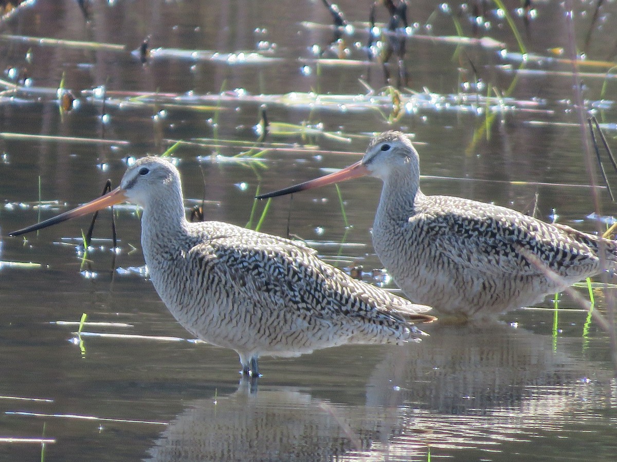 Marbled Godwit - ML618971727