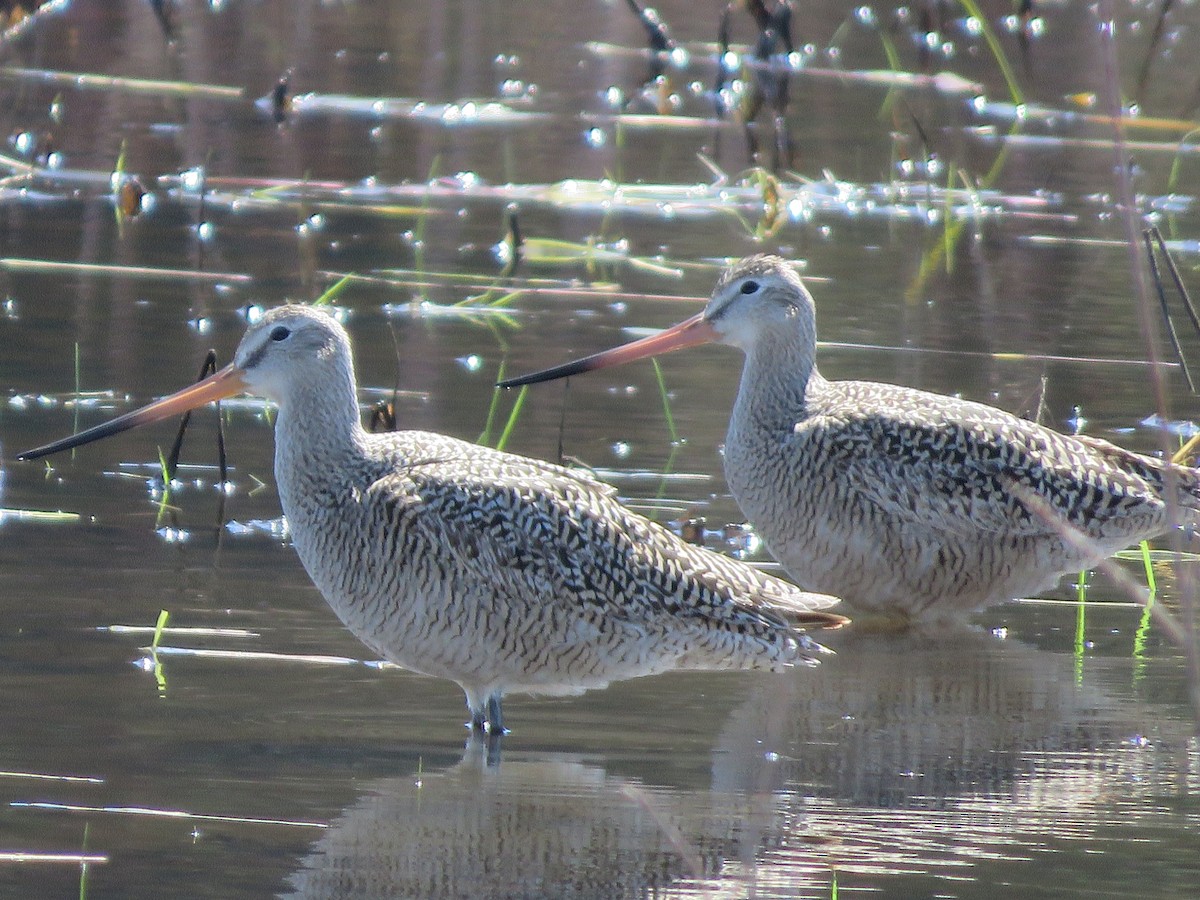 Marbled Godwit - Michael Britten