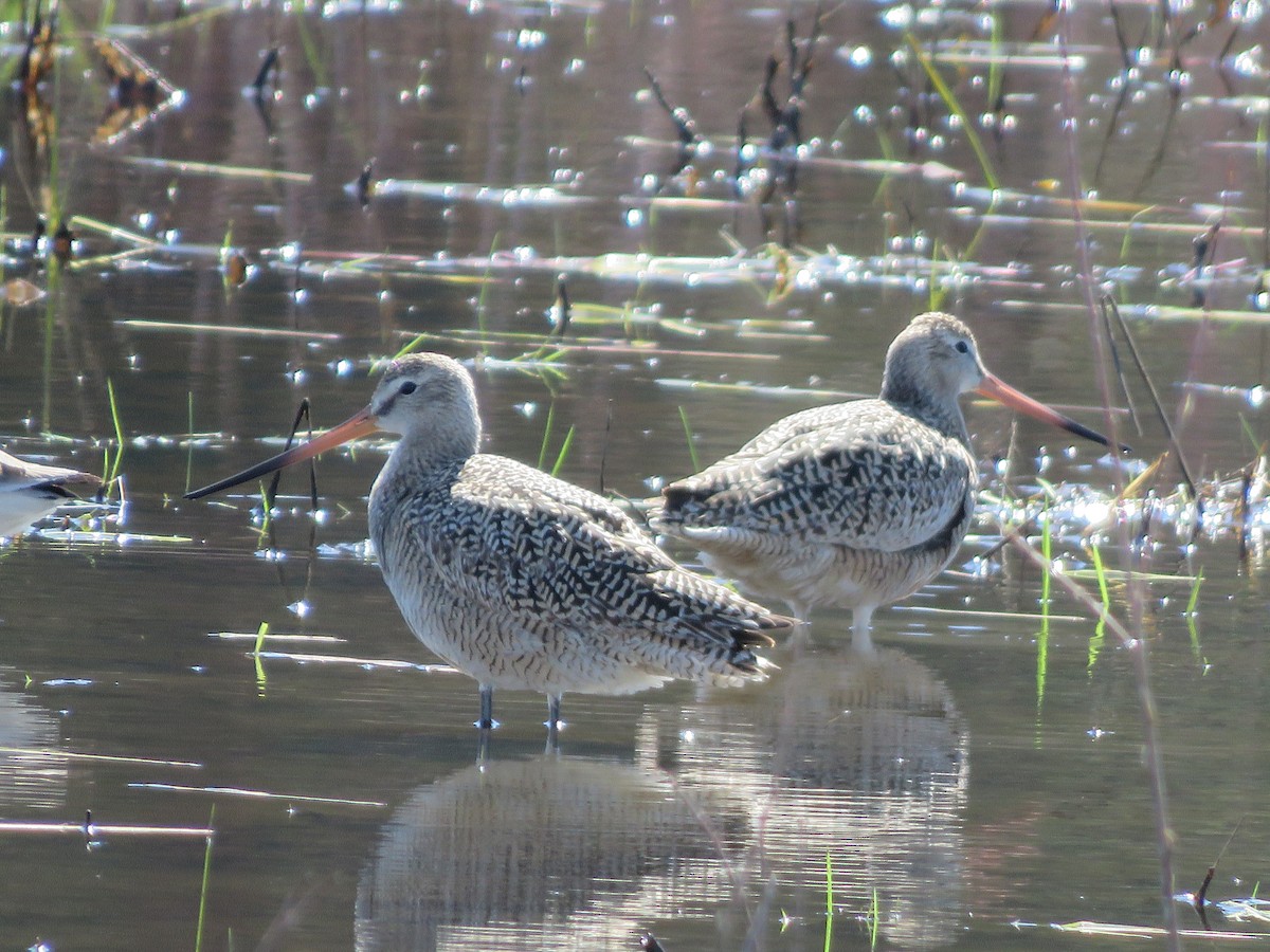 Marbled Godwit - ML618971728