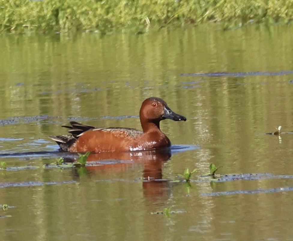 Cinnamon Teal - Tobias Felbeck