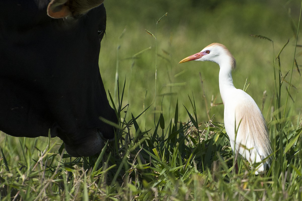 Western Cattle Egret - Marco Silva