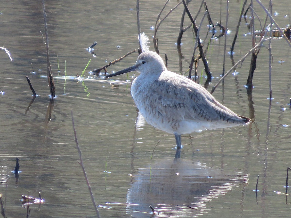 Willet - Michael Britten